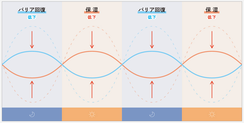 肌リズム　バリア回復と保湿の周期